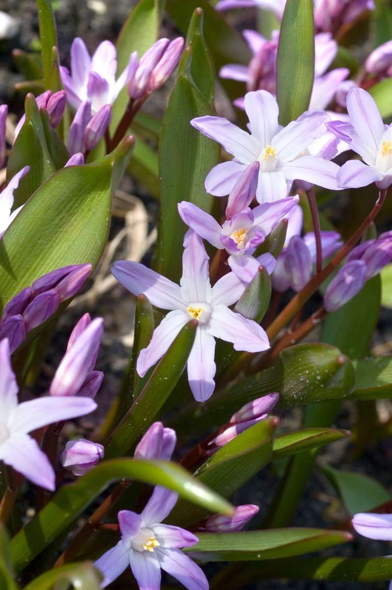 Snepryd, Chionodoxa forbesii Pink Giant